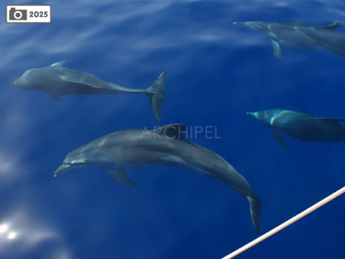 Joined by dolphins near Naxos island.
